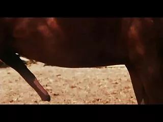 힌트 및 힌디어 섹시 인도 동영상 공개 과도한 노출 다음 그